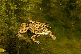Frosch sitzt im Wasser