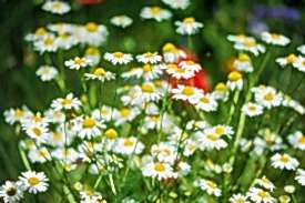 Weiß-gelbe Margeriten