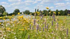 Eine Blumenwiese bei Sonnenschein