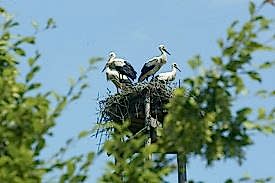 Storchennest mit 4 Störchen 
