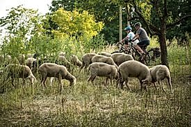 Schafe weiden auf grüner Wiese mit Radfahrern im Hintergrund