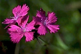 Blüte der Karthäuser Nelke