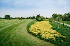 Streuobstwiese mit gelb blühendem Feld rechts neben der Golfbahn des Kurzplatzes