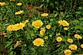 Die Färberkamille mit gelber Blüte wächst im GC SLR