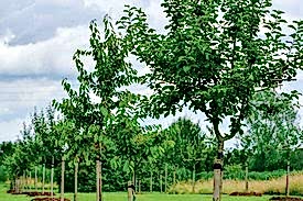 Apfelbäume der Streuobstwiese
