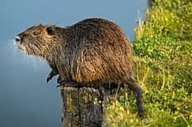 Nutria sitzt vor Wasserpfütze