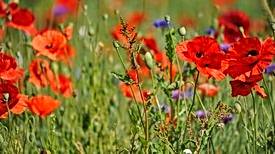Blühender Klatschmohn in grüner Wiese